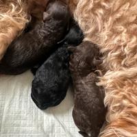 Barboncini toy neri e cioccolato