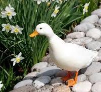 Anatra nana (call duck)