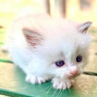 Cuccioli di ragdoll