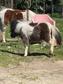 Pony pezzato bianco e nero