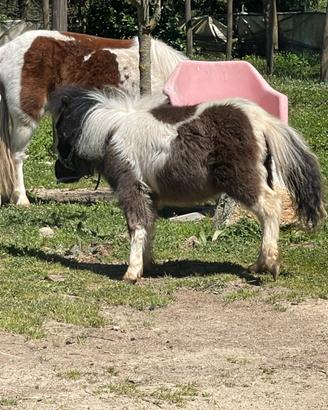 Pony pezzato bianco e nero