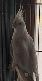 Calopsita fallow bronce