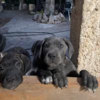 Cuccioli cane corso