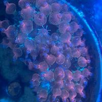 Anemone entacmaea quadricolor