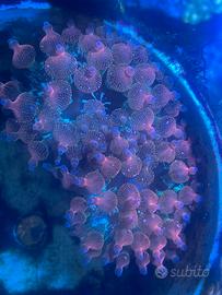 Anemone entacmaea quadricolor