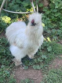 Gallo moroseta