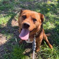 Incrocio di rottweiler