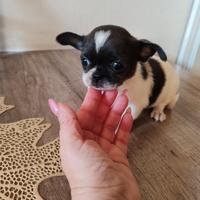 Chihuahua femmina