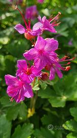 Geranio Macrorrhizum 