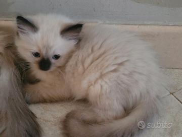 Cuccioli ragdoll