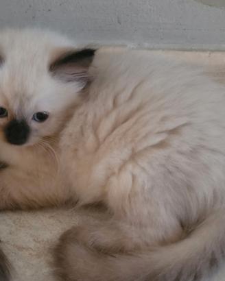 Cuccioli ragdoll