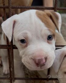 Cucciolo pitbull UKC