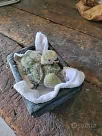 Inseparabili da imbecco