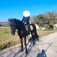 Cavallo P. R. E