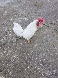 Gallo Livornese