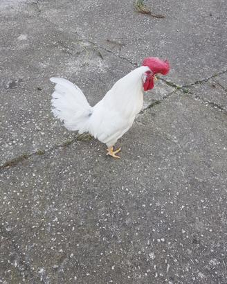 Gallo Livornese