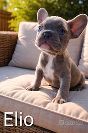Cuccioli di Bulldog Francese Exotic disponibili