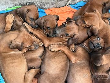Rhodesian Ridgeback