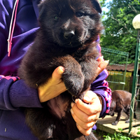 Cuccioli di Pastore tedesco nero e nero focato