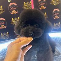 Barboncino Mini Toy disponibile per monte