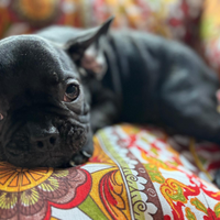 Bulldog francese
