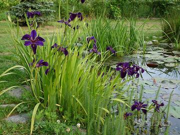 Iris louisiana 'Black Gamecock'