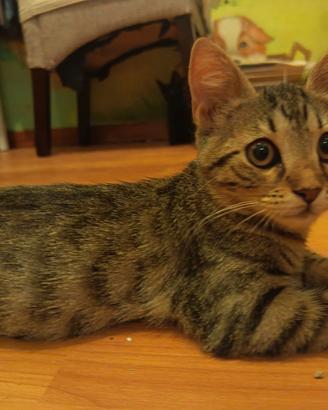 gattini  