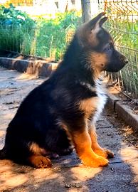 Cuccioli di pastore tedesco