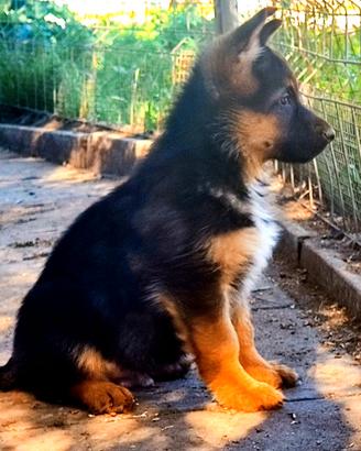 Cuccioli di pastore tedesco