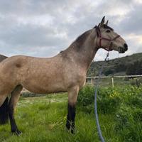 PRE cavalla spagnola 7 anni - linea Paco Marti