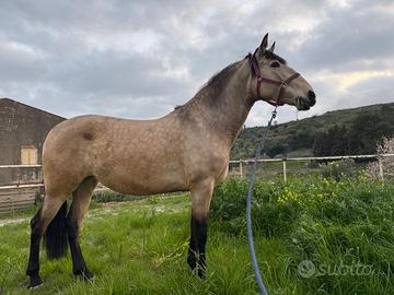 PRE cavalla spagnola 7 anni - linea Paco Marti