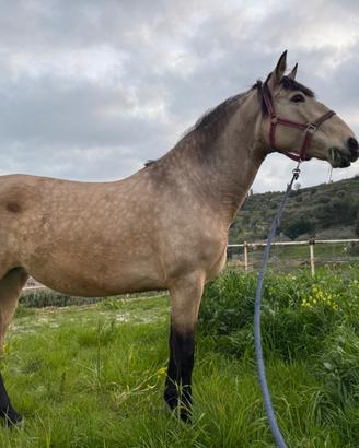PRE cavalla spagnola 7 anni - linea Paco Marti