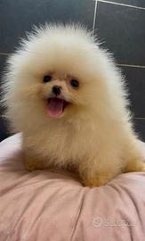 Pomerania Spitz Toy nano