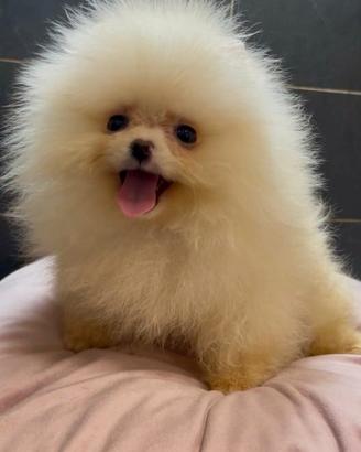 Pomerania Spitz Toy nano