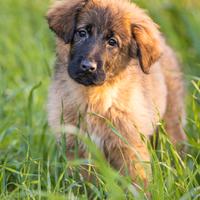 Cuccioli di Pastore tedesco X Cane corso
