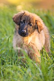 Cuccioli di Pastore tedesco X Cane corso