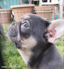 Cucciole francesi qualità top