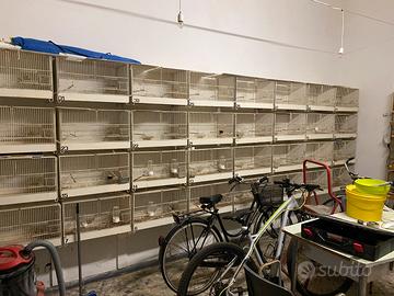 Gabbie e Voliere  per Canarini