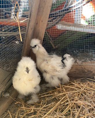 Coppia di galline Moroseta paint