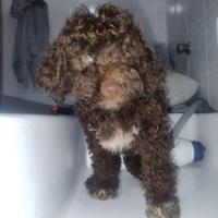 Lagotto Romagnolo