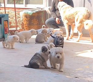 Cuccioli pastore dell'Asia centrale