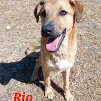 Rio in adozione-