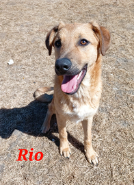 Rio in adozione-