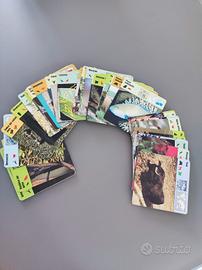 Collezione schede animali vintage 