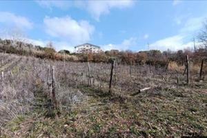 Terreno agricolo vocato