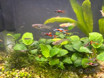 Acquario Endler Pesci