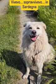 Fiore 5anni,3di invani appelliSOS CASA/GIARDINO NO