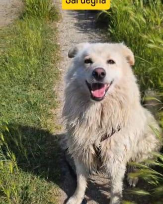 Fiore 5anni,3di invani appelliSOS CASA/GIARDINO NO