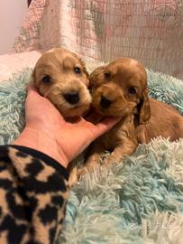 Cuccioli di cocker con pedigree