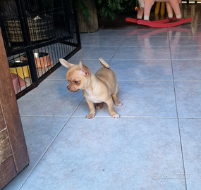 Stupendo cucciolo di chihuahua